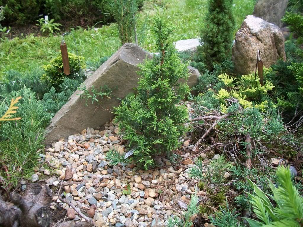 Chamaecyparis thyoides (top point)